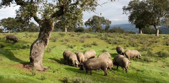 GM e Hijos pigs in the forest