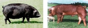 Pigs: Large Black (left) and Duroc (right)