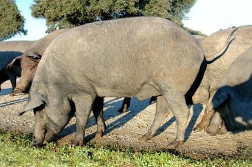 Black iberico hog (Retinto variety)